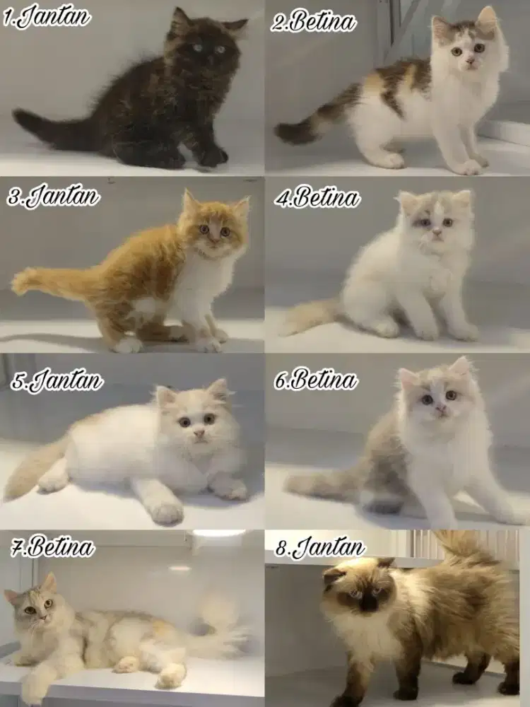 Kucing kitten adult ras persia himalaya mainecoon jantan betina