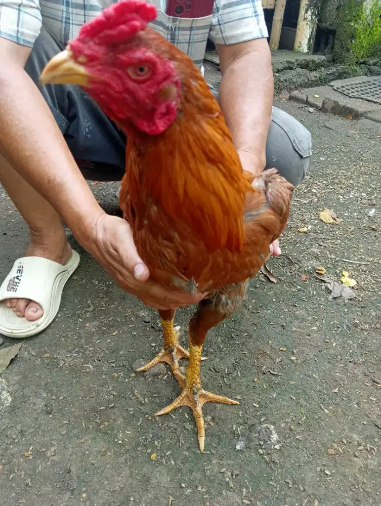Ayam jago silangan Mangon Pama