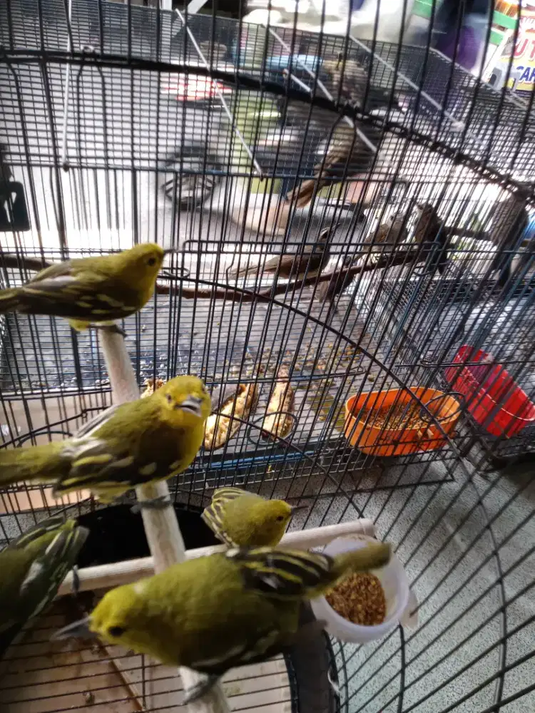 Burung Cito/cipow