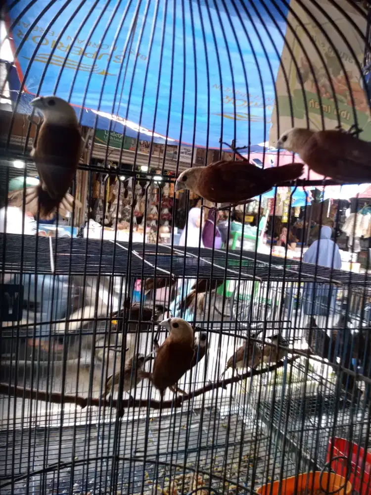 Burung emprit kaji