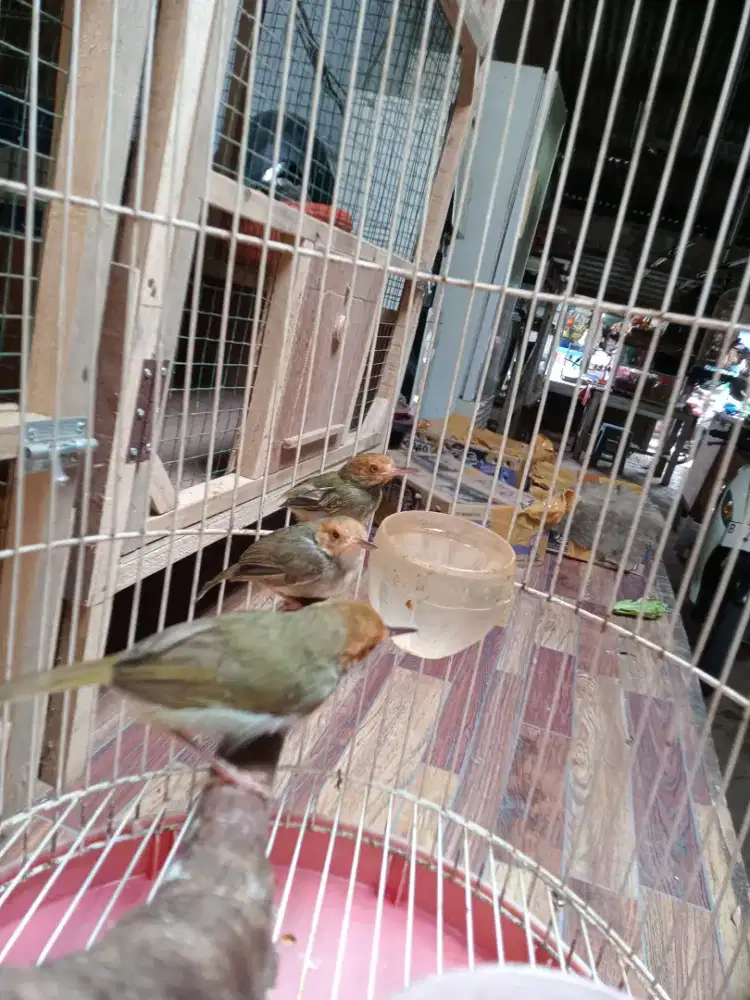 Burung prenjak atas