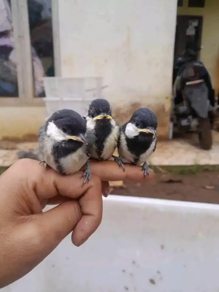 Paud gelatik batu jantan 3 ekor
