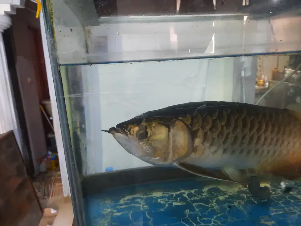 Arwana Crossback goden 24K Malaysia