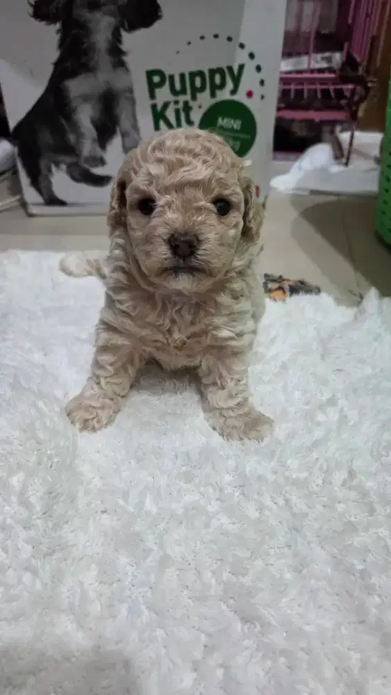 Poodle Betina 1 bulan
