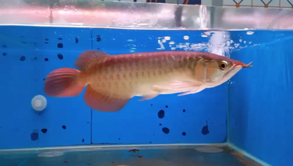 Arwana super red 32-33 cm