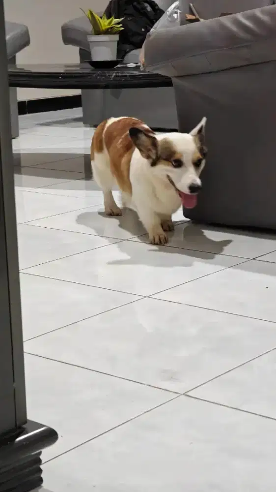 Open adopt CORGI nego sampai jadi!!!