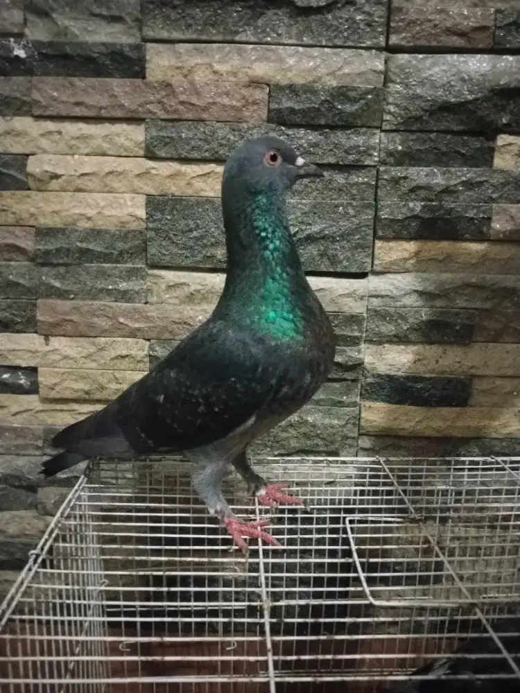Merpati kolong cc