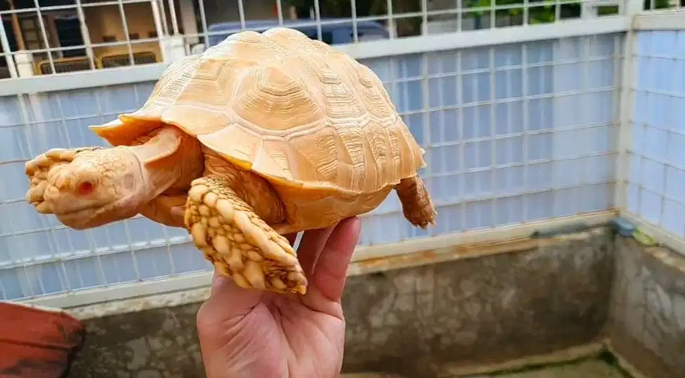 Sulcata albino, size 25cm, 28cm, 29cm