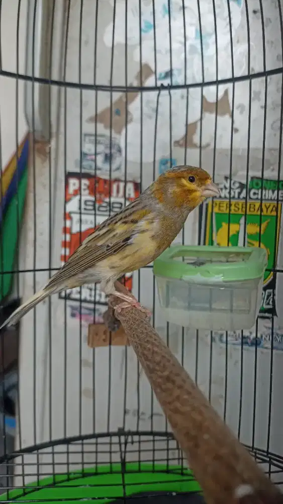 Kebari loper rajin jual fs