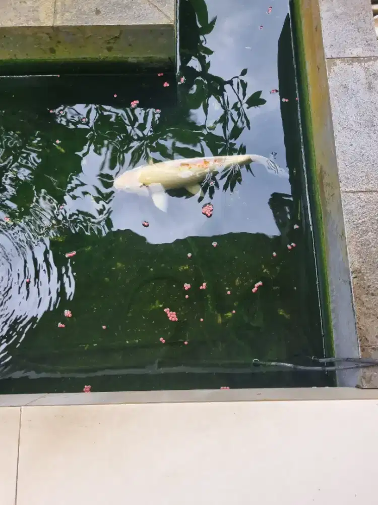 Jual Ikan Koi Gemoy