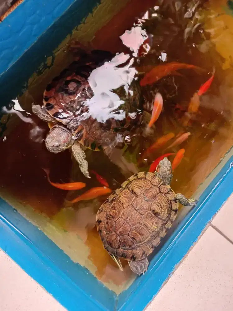 Kali ada yg minat