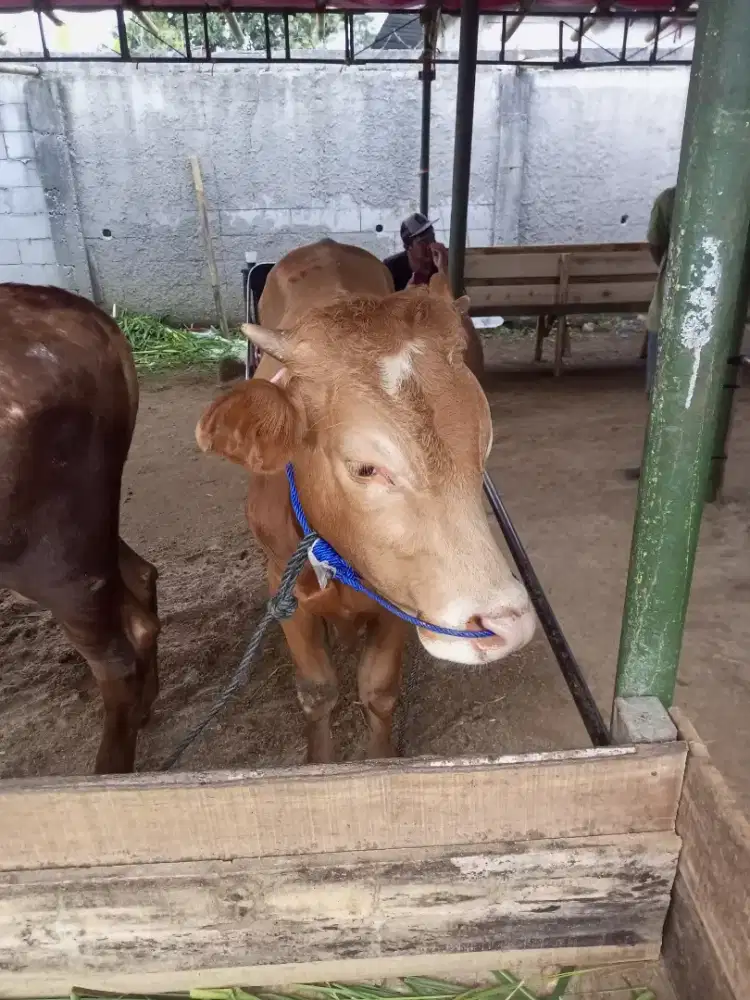 Hewan qurban Sapi dan Domba