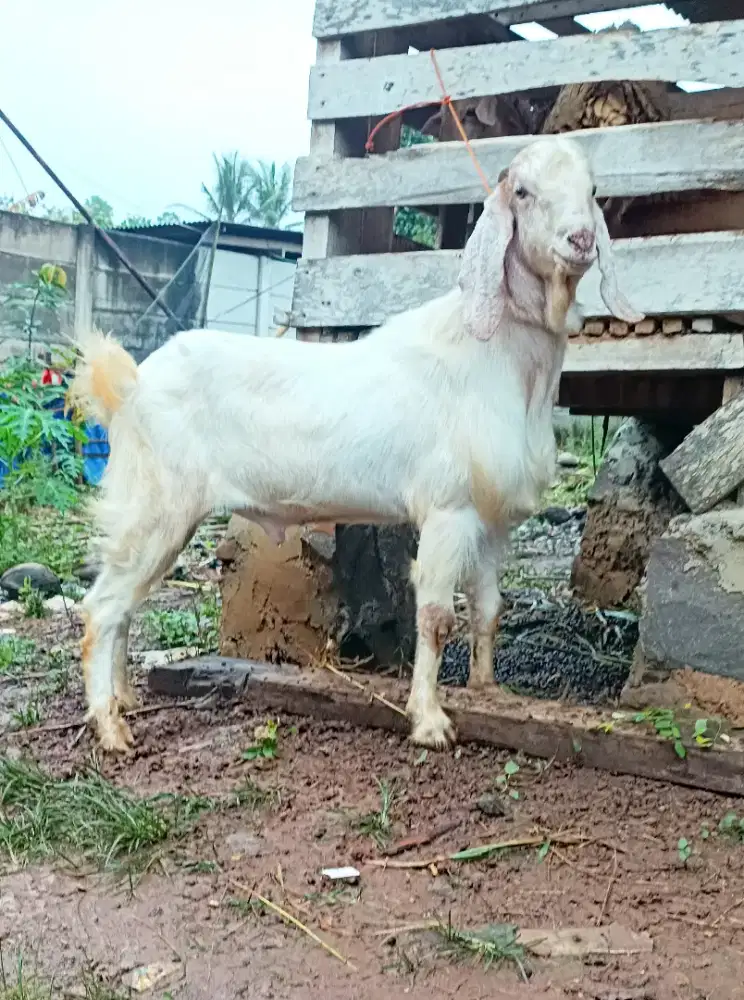 kambing kurban gagah
