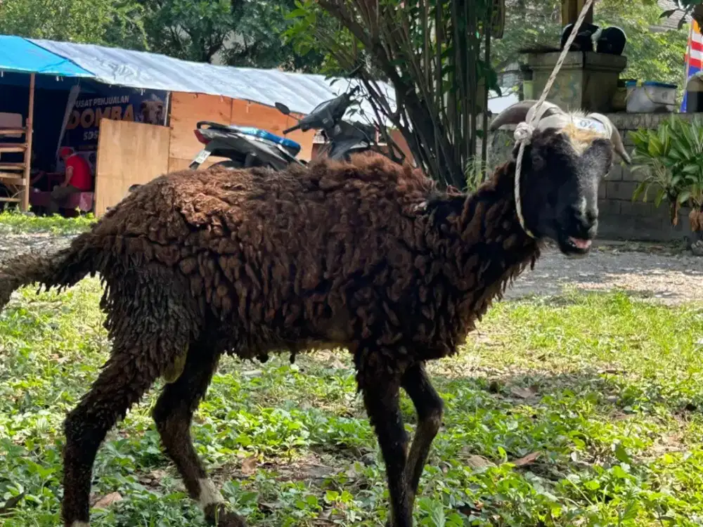 Penjualan Domba