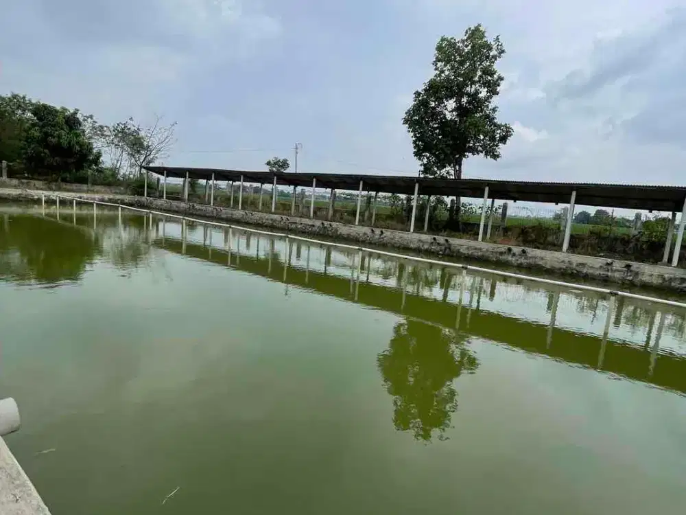 Dijual Lengkap Penggilingan Padi,kolam ikan, sawah dan kebun mangga Satu Lokasi Luas 1,3 Hektar Tanah Darat