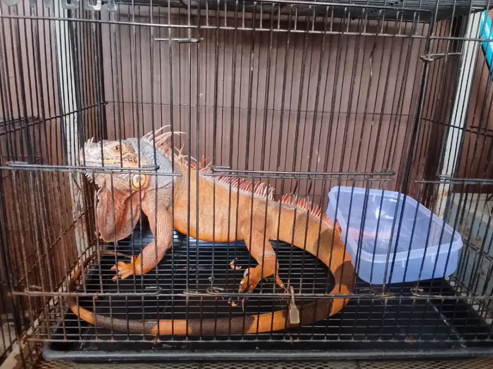 Jual Iguana Hijau dan Merah