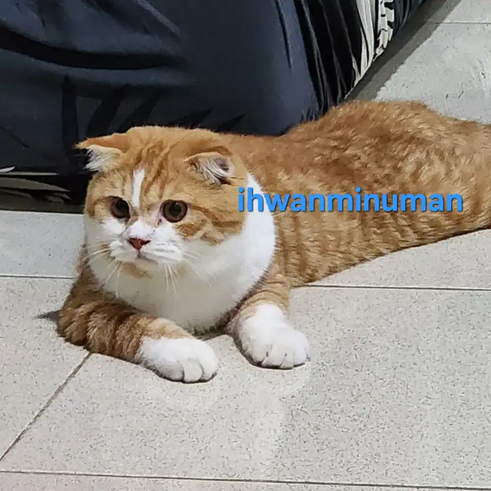 Kucing Scotish Fold ( SF )