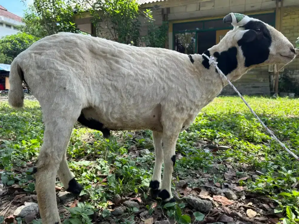 Domba Jantan Siap Qurban Kualitas Terbaik