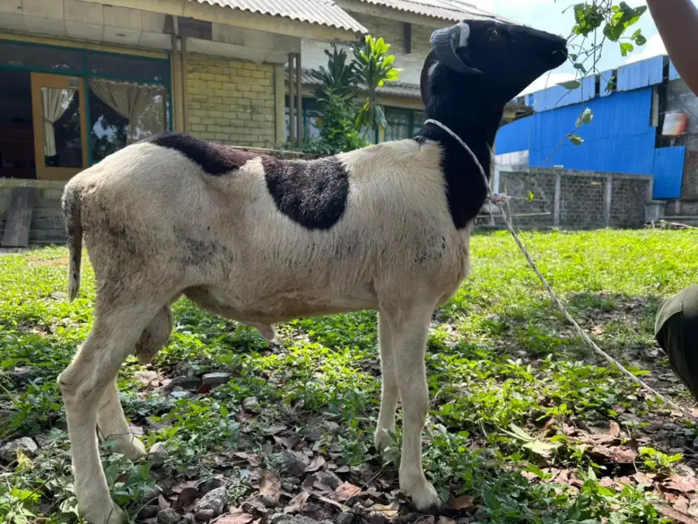 Domba Berkualitas Harga Masuk Akal