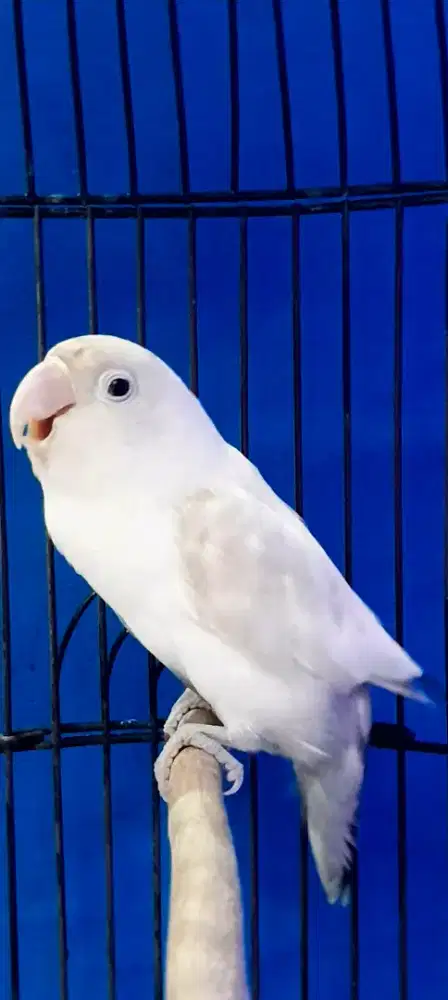 BURUNG LAKBET SUPER BIGG WARNA PUTIH  HITAM ANTIX NGEKEK KASAR