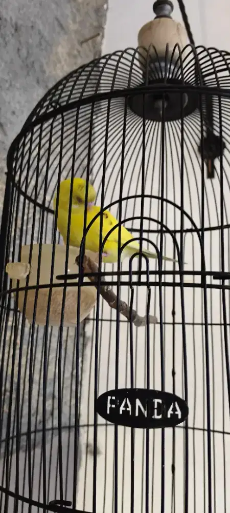 Parkit Fullset Sangkar (Jinak sebelumnya, ada videonya WA)