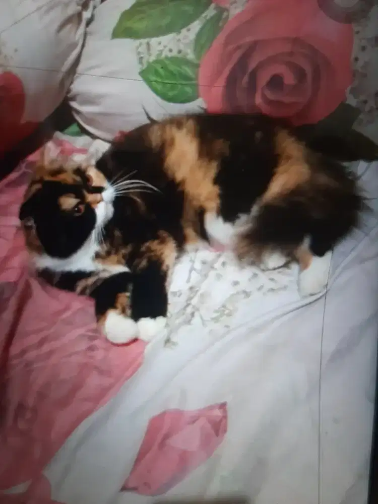 Jasa pacak kucing sf clico