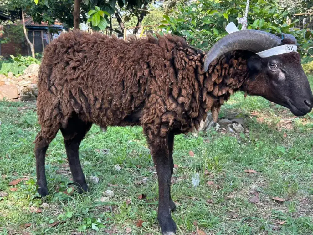 Domba Berkualitas Harga Masuk Akal Untuk Qurban