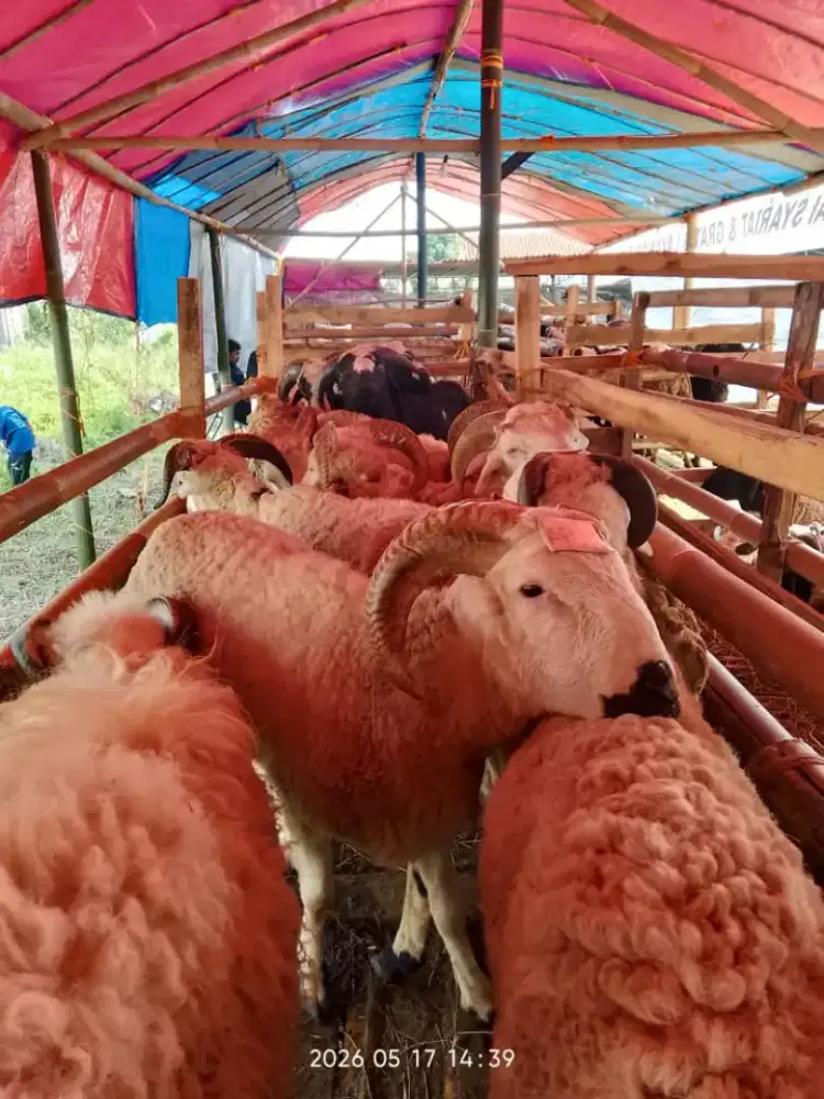 Domba sadulur cimahi