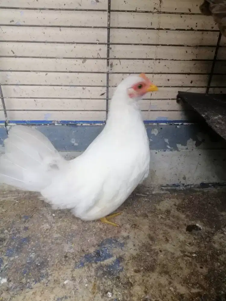 Ayam kate betina putih solid