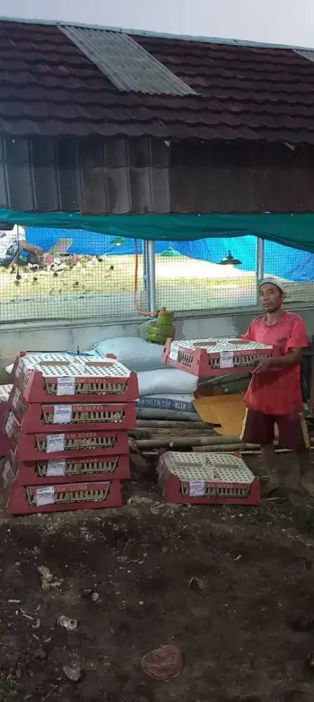 Jual anakan ayam kampung super asli