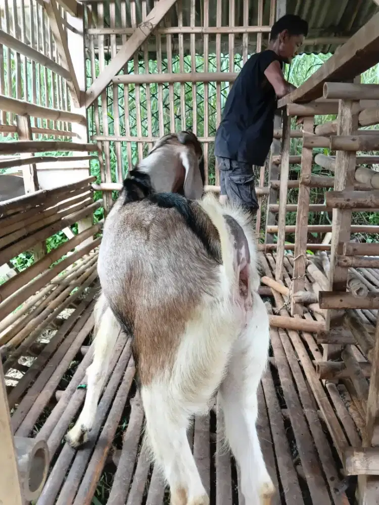 Kambing jawa tuk qurban