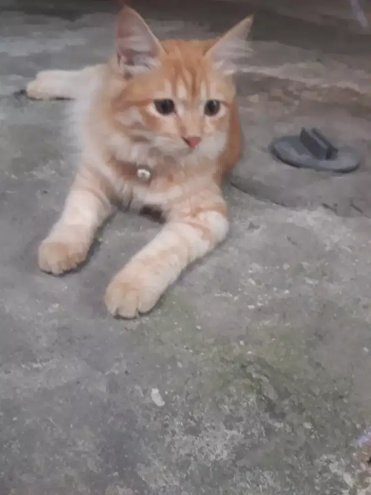 Lepas Adop Kucing Persia Mediun