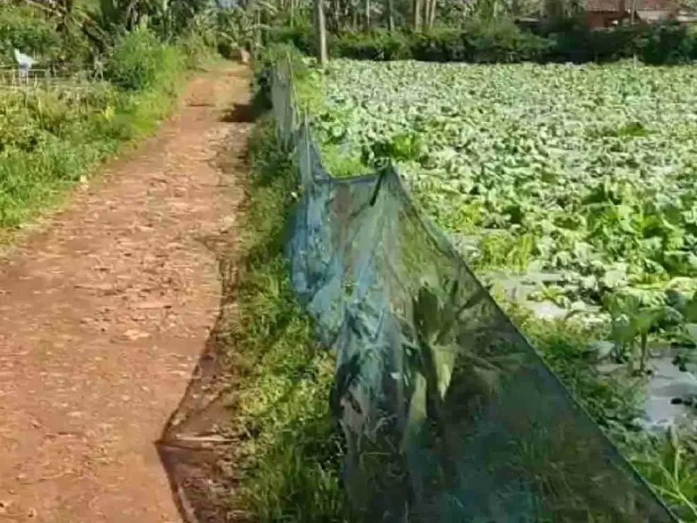 Jual tanah kebun cidatar Akses masuk mobil