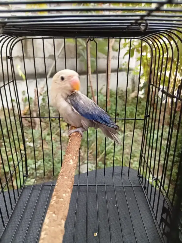 Lovebird Biola Euwing Paud.