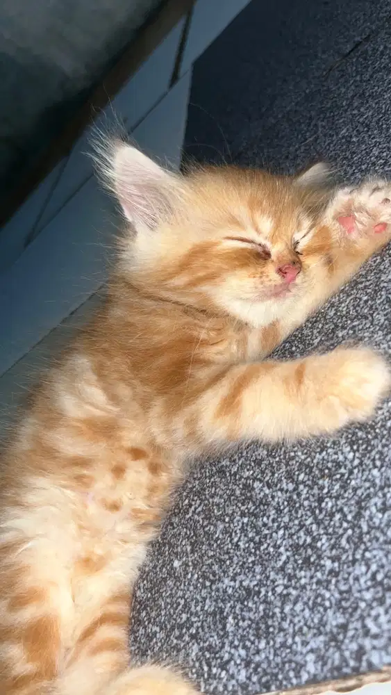 Anak kucing oren