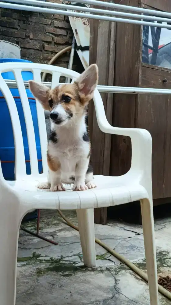 Di jual anakan anjing corgi betina
