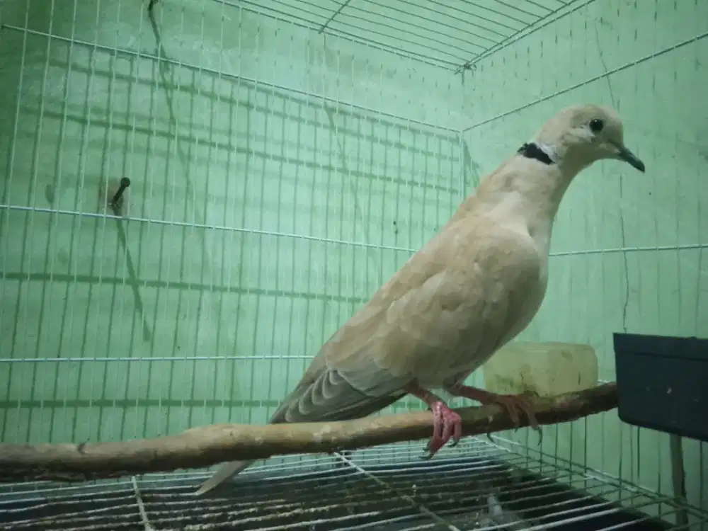 Puter Pelung suara menangis dan panjang