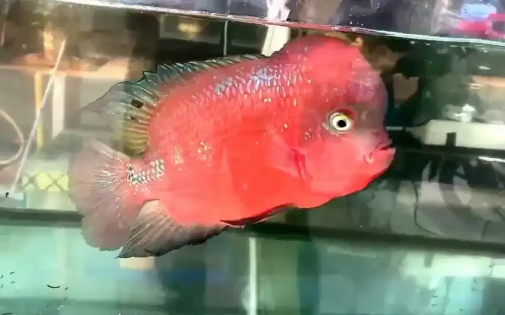 Louhan Clasik Jumbo