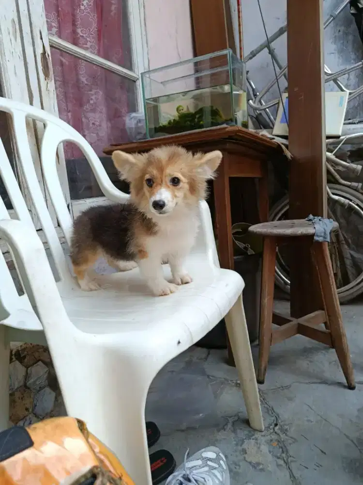 Di jual anakan anjing corgi betina