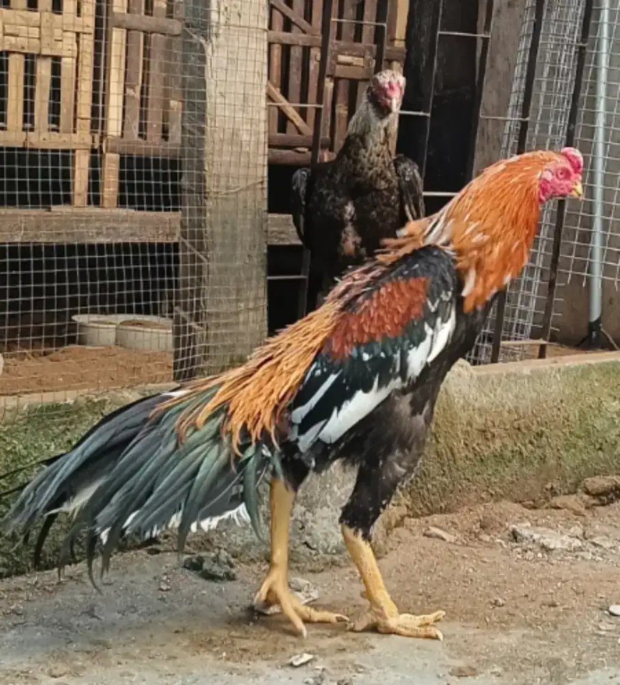 Ayam Bangkok Ekor lidi wiringkuning