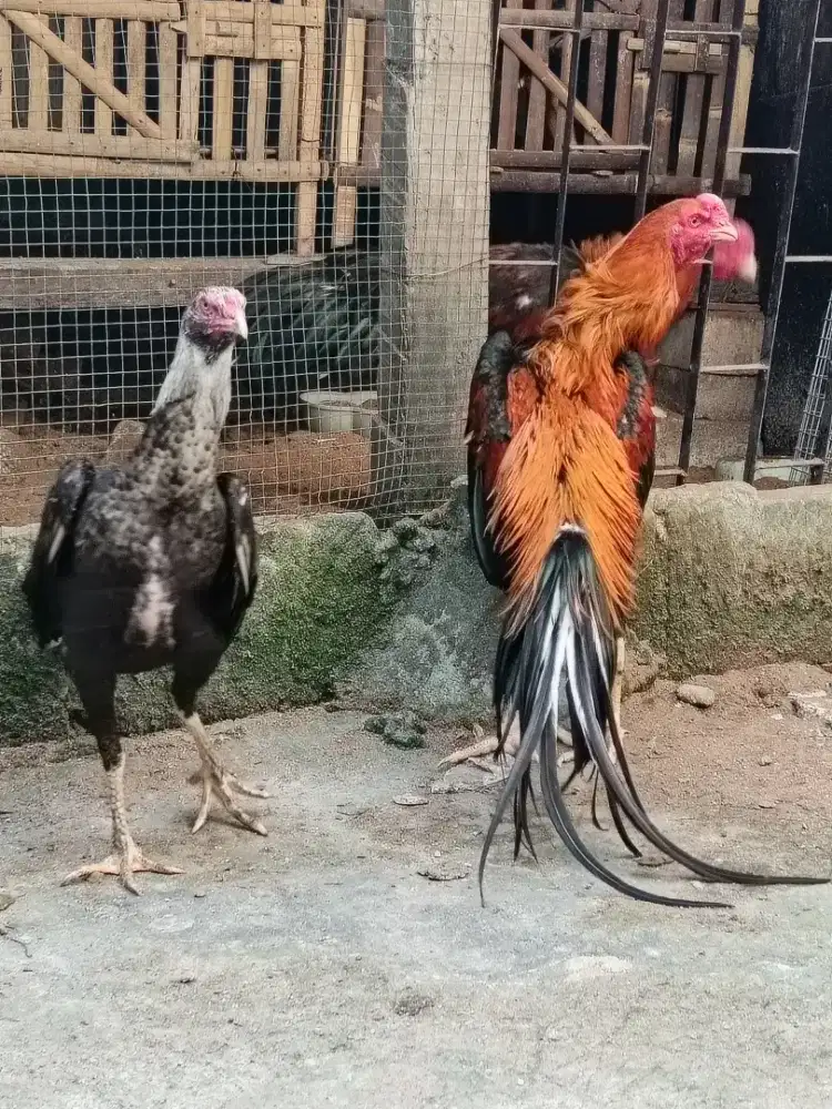 Sepasang ayam Bangkok ekorlidi