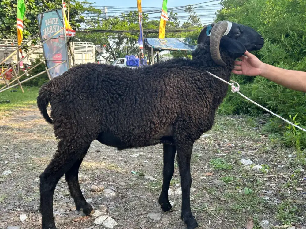 Domba Kurban Sehat & Gemuk Harga Bersahabat