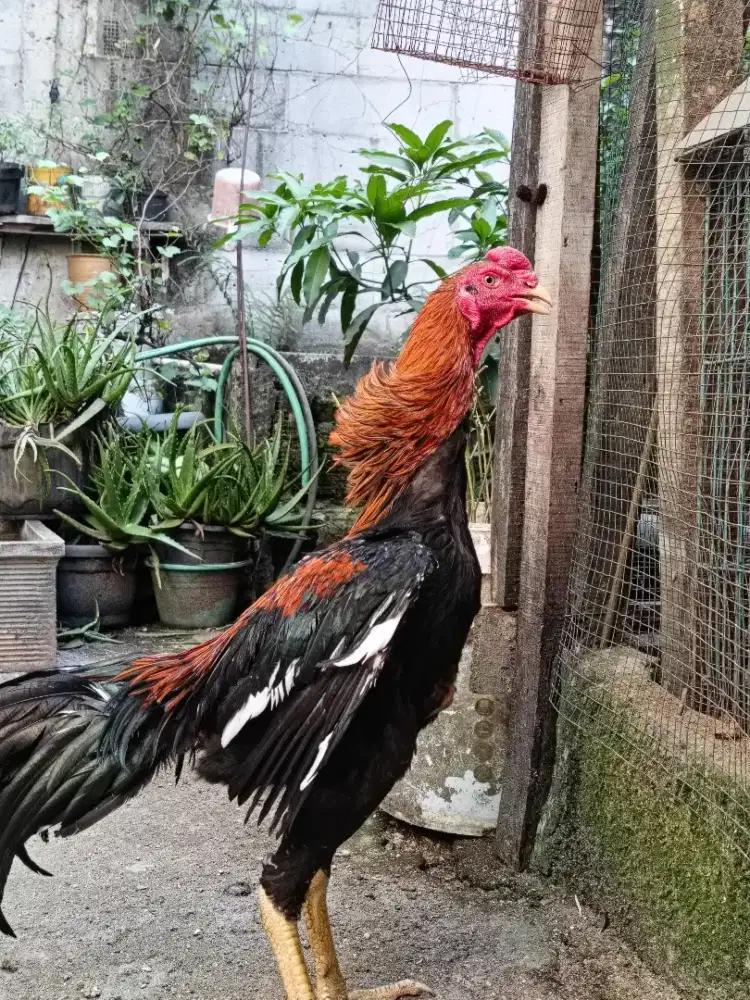 Ayam jago Bangkok ekor lidi