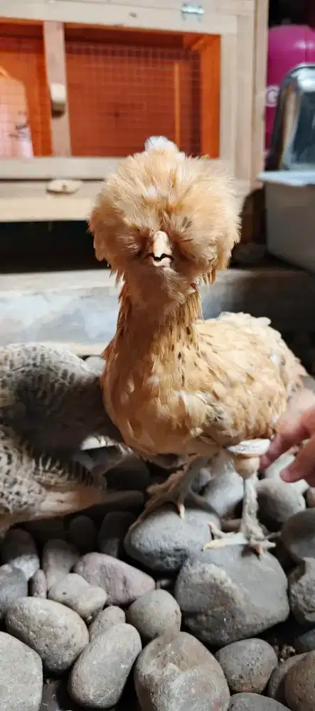 Ayam Poland betina umur 3 bulan