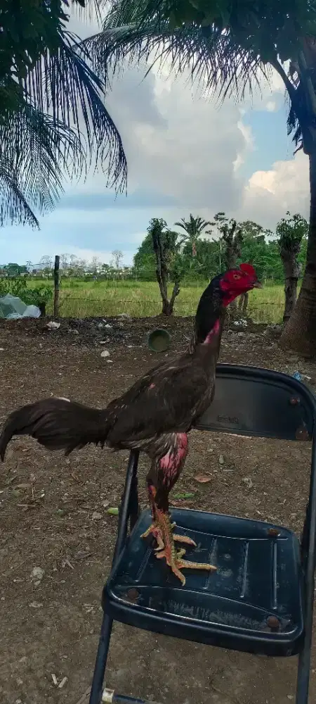 AYAM PAMA bulbi MUDA baru turun box