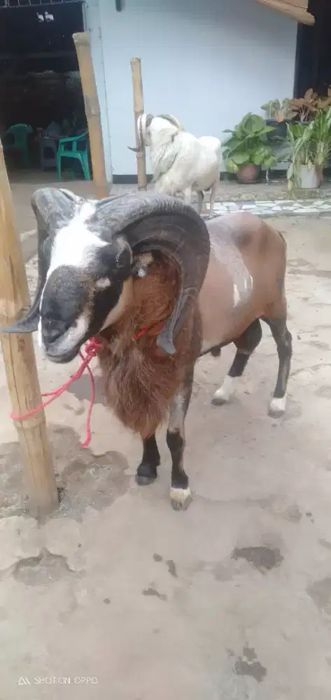 Domba Qurban Jumbo Si Jogja
