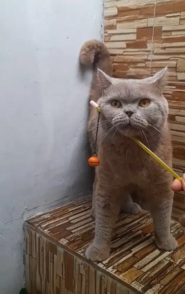 British shorthair jago kimpoy
