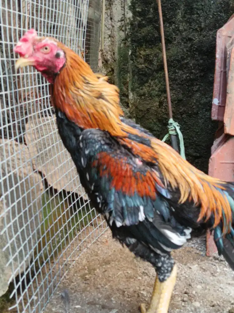 Ayam Bangkok ekorlidi madura
