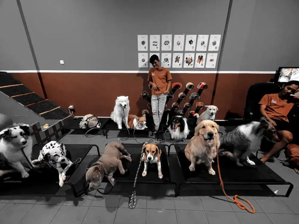 dog training & dog walking
