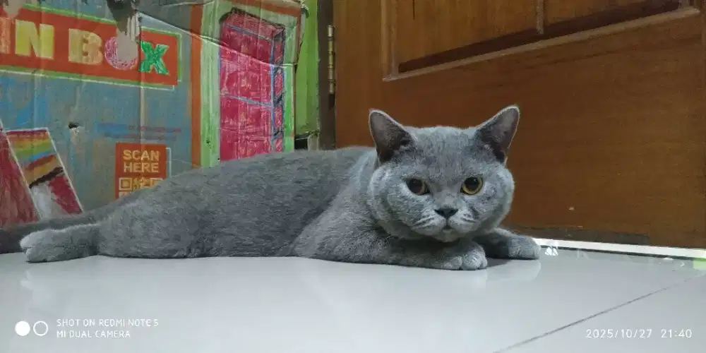 Kucing BSH Nonped Blue Jantan Usia 1 tahun
